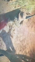 Vous avez dis John Rambo