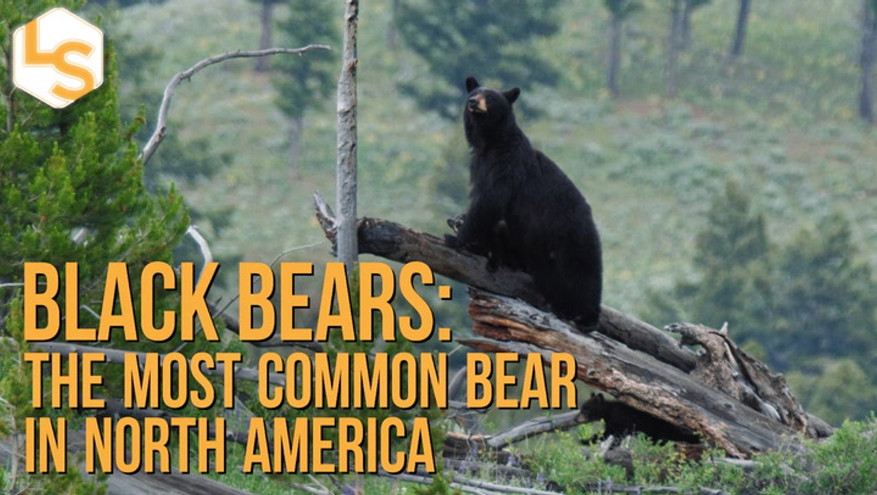 Black Bears: The Most Common Bear In North America - Video Dailymotion