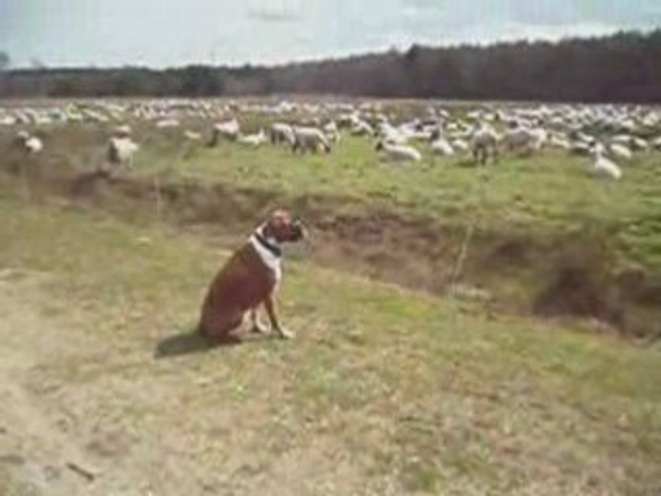 Hunde Video - Boxer trifft Schafe