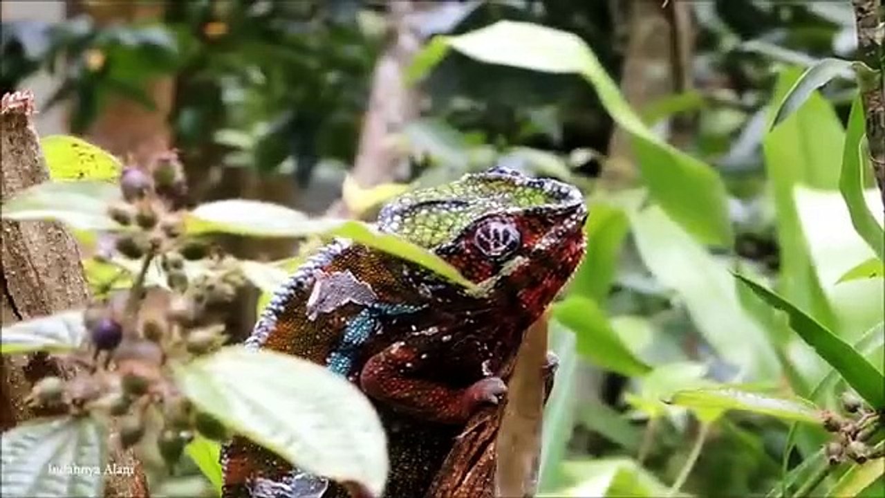 15 CUTEST Baby Animals(