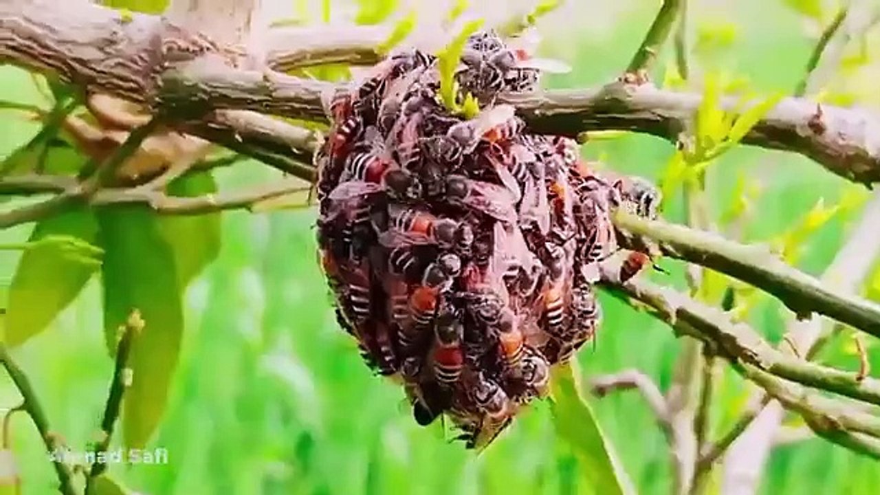 15 HUGE Bee Hives and Insect Colonies