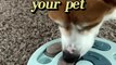 Interactive Feeding and Education Toy for Dogs and Cats | Dog Feeding | Cat Feeding | Pet Education