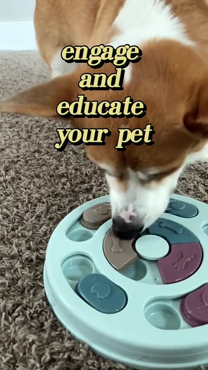 Interactive Feeding and Education Toy for Dogs and Cats | Dog Feeding | Cat Feeding | Pet Education