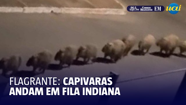 Capivaras andam em fila indiana no Distrito Federal
