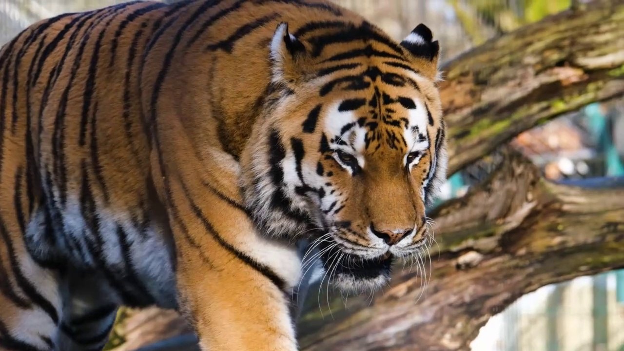 the tiger
