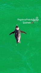 Impressionante vídeo de um pinguim nadando calmamente na Praia do Buraco Quadrado 🐧