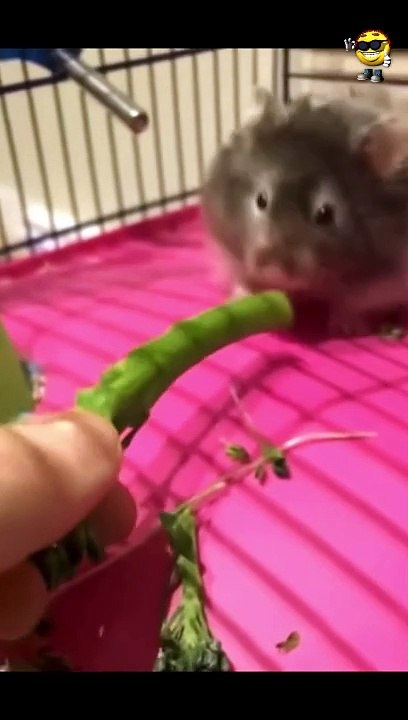 Funny Fails  - #funny #funnyfails #funnyvideo #humor #humour #humormemes #memes #memesvideo #fails