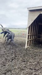 Woman Falls off Horse as It Runs Away