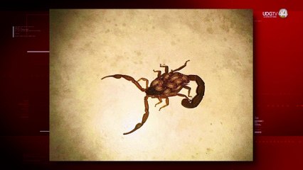 En el Norte de Jalisco hay más picaduras de alacrán entre el género femenino