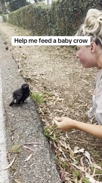 Woman Feeds Baby Crow Fallen on Bike Path