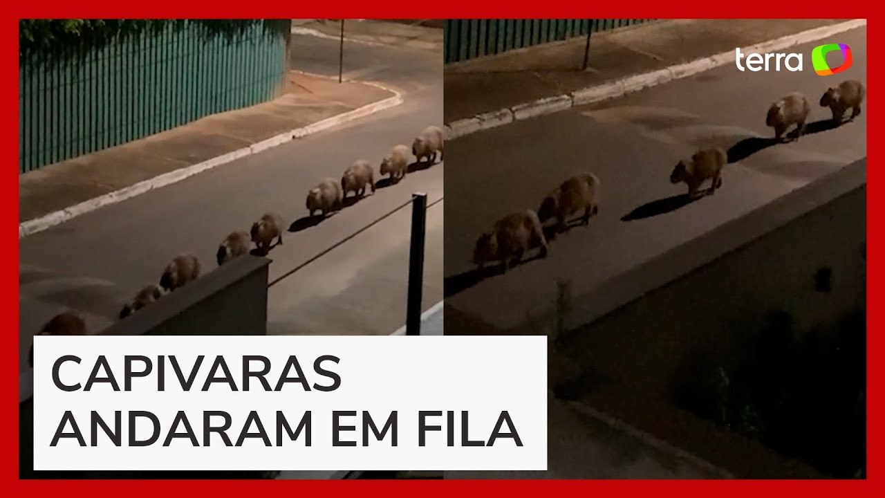 Capivaras são flagradas ‘desfilando’ por rua de Brasília