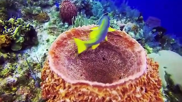 4K- The most beautiful coral reefs and undersea creature on earth(360P)