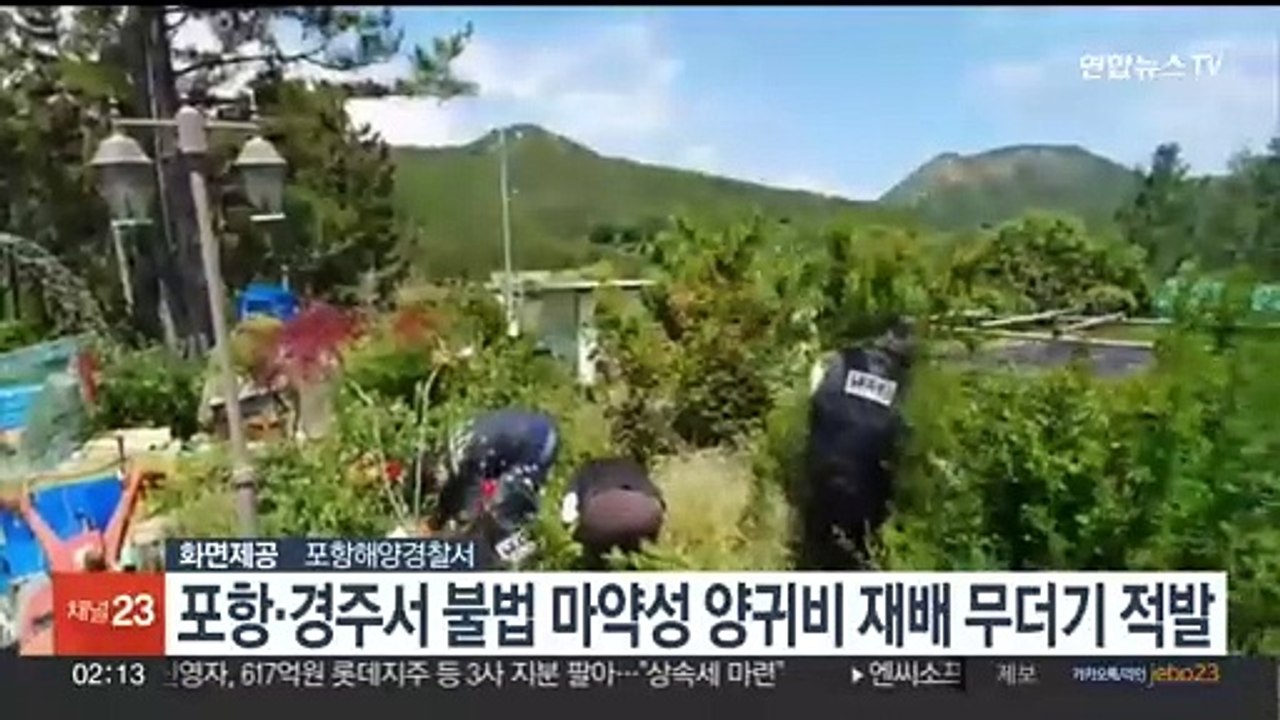 포항·경주서 불법 마약성 양귀비 재배 무더기 적발…3,550주 압수