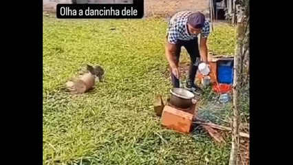 Try Not To Laugh Cats And Dogs Videos  - New Funny Animals Video