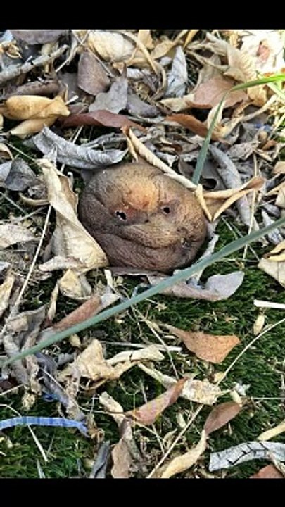 Seeing Faces in Everyday Objects - Part 55