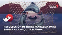 Recolección de redes fantasma: una oportunidad para la vaquita marina