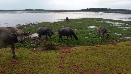 Wabah Penyakit Ngorok ke Kerbau Rawa Pampangan di OKI Mereda