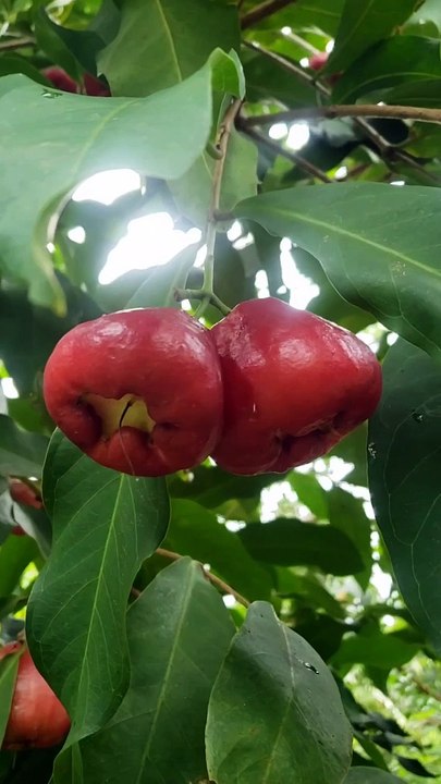 Apple Jambu has started to eat animals 