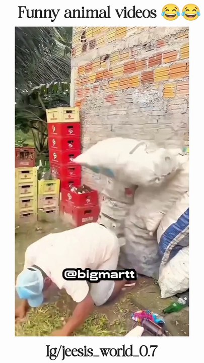 Funny animal videos __funnycat _funnyanimals _cutecats _cuteanimals _trending _memes _memevideo _animals _funny _shorts _cats _dogs _reels _funnyanimals _viralanimals _petanimals _pets _pet _dogs _Instagram _cat _c(