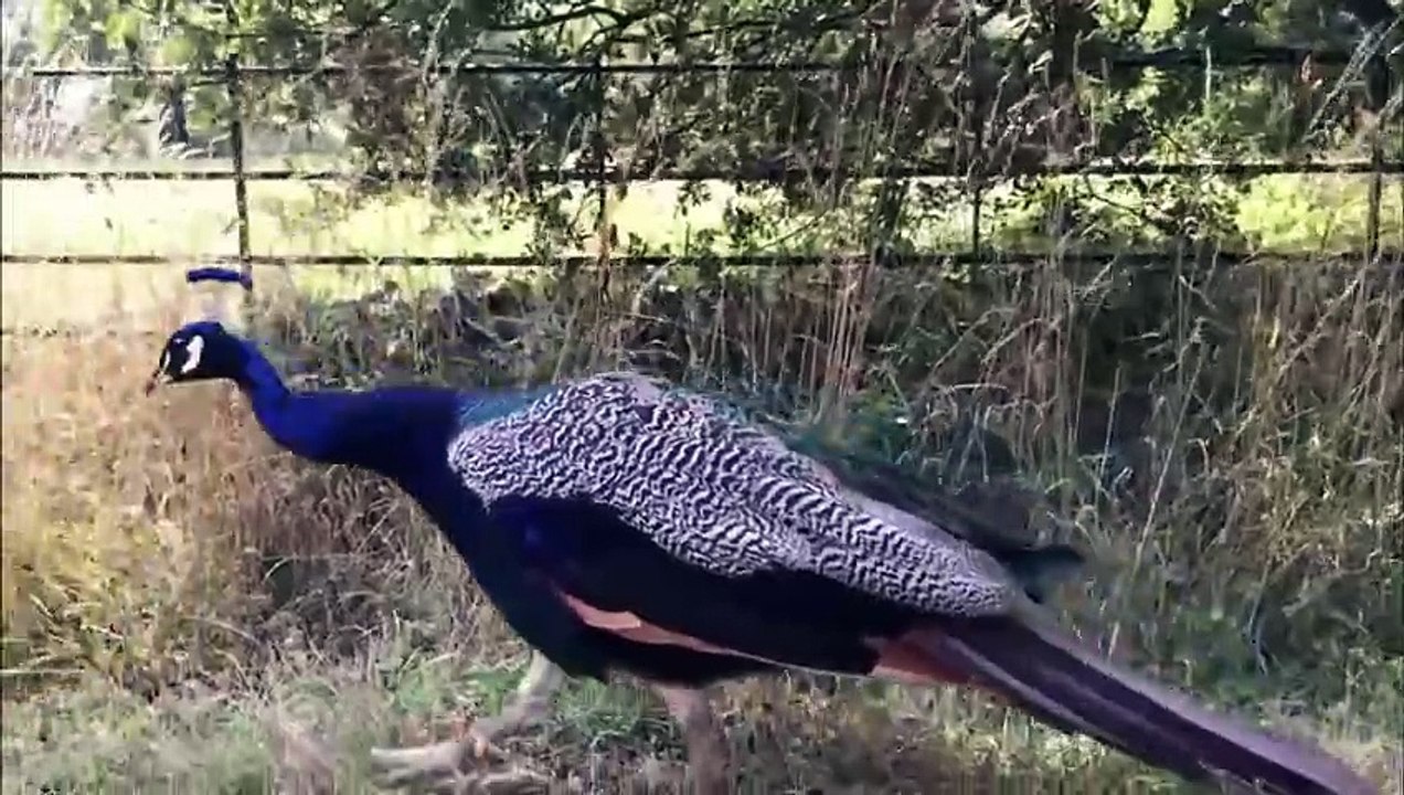 Furry Fun: Peacock & Peahen Voice Sound Effect in 2024