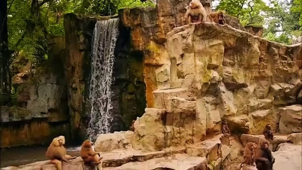 Furry Fun: Hilarious Animal Antics