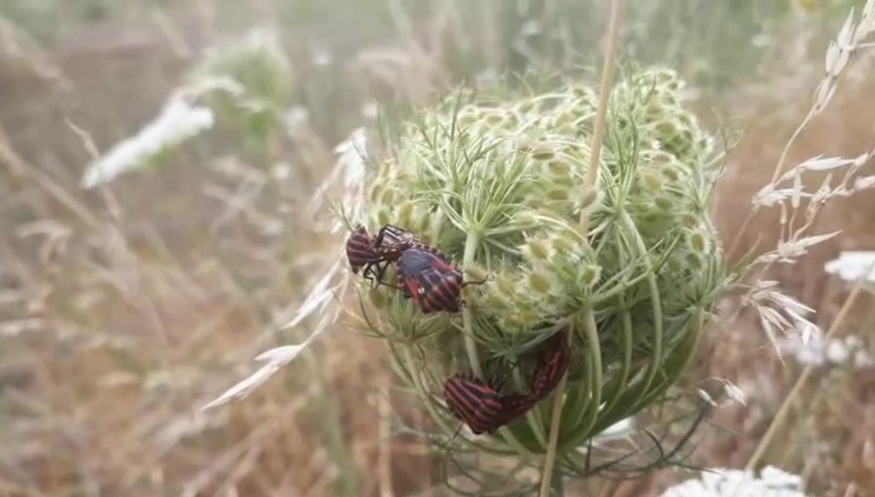 Natur pur: 'Die Streifenwanze'