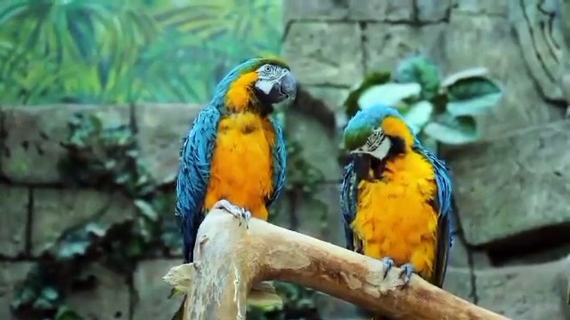 SURAH RAHMAN TARJUMA KE SATH QARI AL SHAIKH ABDUL BASIT ABDUL SAMAD 00017