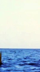 Orca the Killer Whale Hits Dolphin