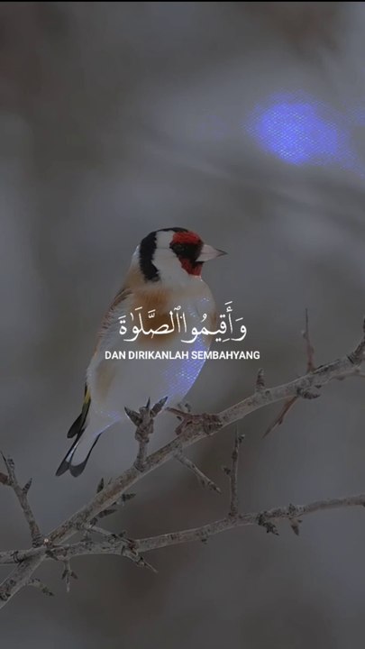 Hollyquran beautyfull bird vedio