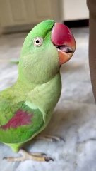 Ay_mitho_relaxing__#parrot_#youtubeshorts(360p)