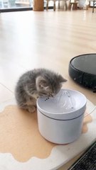 Cute Kitten Drinking Water