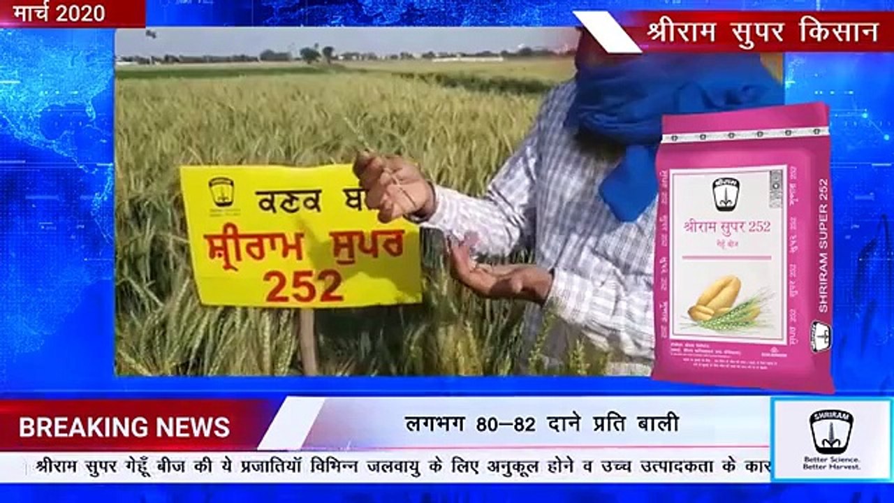 Shriram Super 252 Wheat: Preferred Seed of Punjab Farmers