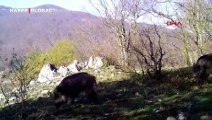 Uludağ'daki yaban hayatı fotokapanlara yansıdı: İlginç tepkiler