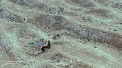 El ataque de varios peces globo a un caballito de mar en el Mediterráneo alarma a los expertos