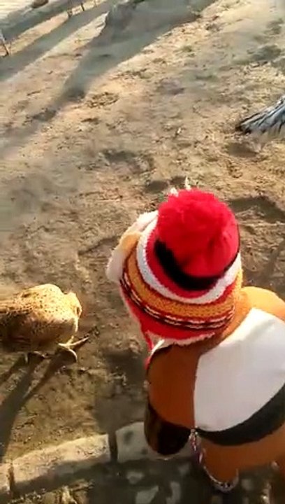 catch a chicken