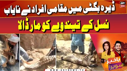 A rare leopard killed by locals in Dera Bugti