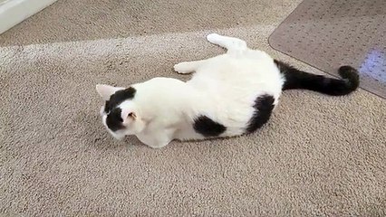 Cat Gives Himself a Bath
