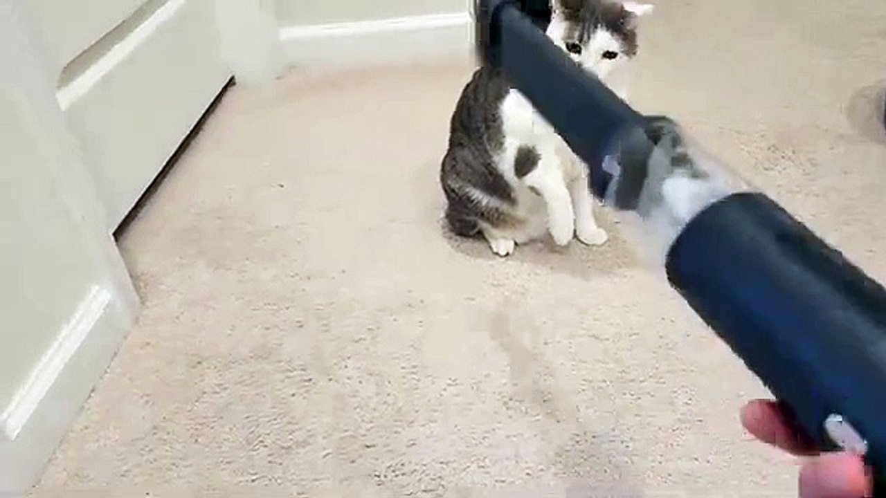 Cat Fights Vacuum