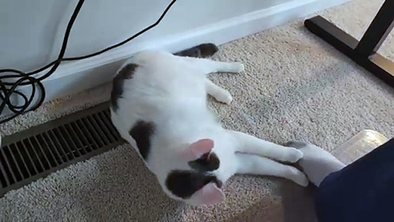 Cat Dislikes the Smell of Human Foot
