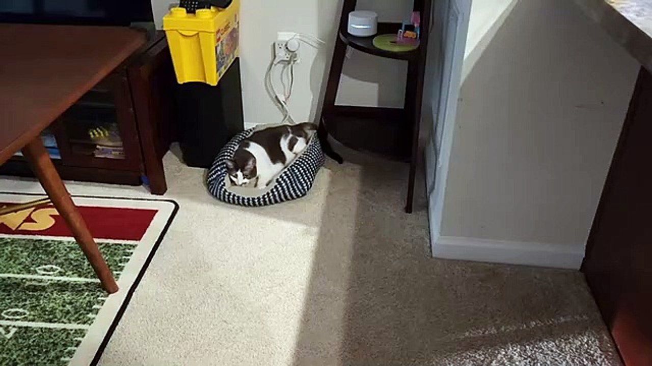 Cat Makes Biscuits