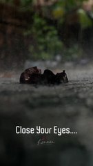 Feel the sound of the rain by closing your eyes only