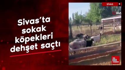 Sivas'ta sokak köpekleri dehşet saçtı