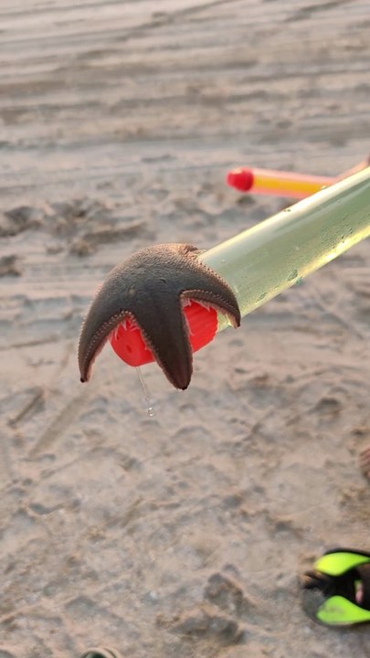Kids Found a Starfish at the beach
