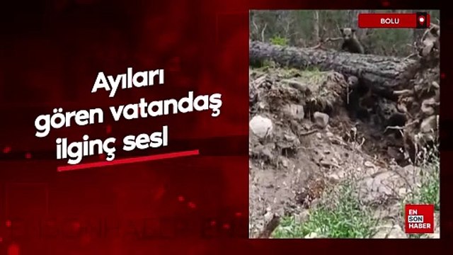 Ormanda ayıları gören vatandaş ilginç sesler çıkararak ayılara seslendi