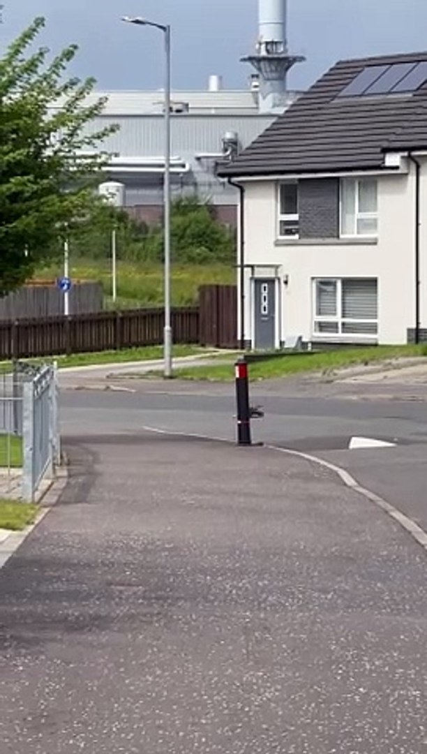 Funny crow funny moments