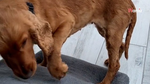 Ce chien battu toute sa vie découvre son nouveau foyer : son énorme confusion émeut 562K personnes aux larmes (vidéo)