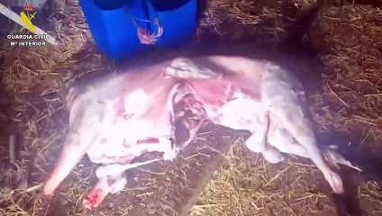 Corderos Merindades: Delicious Lamb Dishes