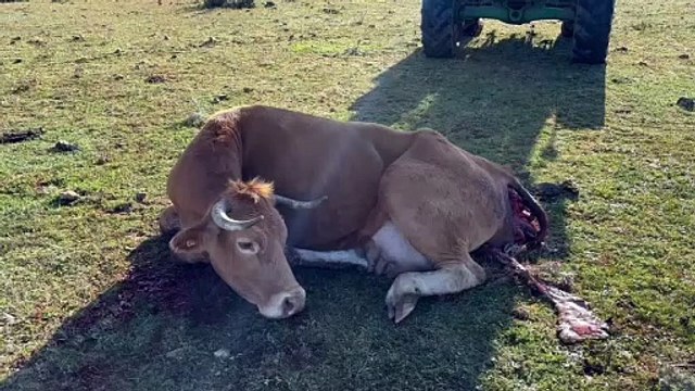 Ataque al ganado vacuno del presidente de la Agrupación de Ganaderos de la Sierra Norte de Guadalajara