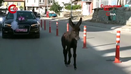 Bak şu sıpanın yaptığına! Konvoyda en önde böyle eşlik etti
