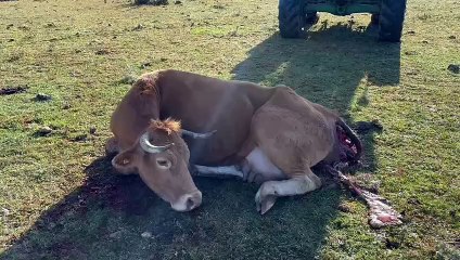 Download Video: Ataque al ganado vacuno del presidente de la Agrupación de Ganaderos de la Sierra Norte de Guadalajara